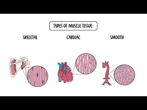 Which tissue types function by contracting?