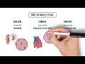 The Four Types of Tissues - Epithelial, Connective, Nervous and Muscular