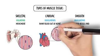 The Four Types of Tissues - Epithelial, Connective, Nervous and Muscular