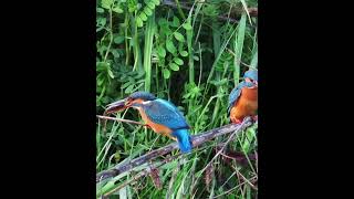 カワセミ調布地区番い  ショート2024 03 30 #birds #カワセミ #nature #birdwatching