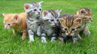 most cute top 5 cat