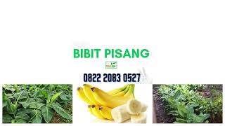 0822.2083.0527 (Tsel) PENGADAAN  Bibit Pisang Ambon Mini, Bibit Pisang Ambon Pendek,