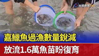 嘉鱲魚過漁數量銳減 放流1.6萬魚苗盼復育