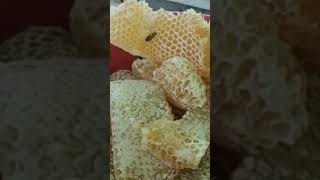 ក្បាលទឹកឃ្មុំធម្មជាតិ🍯🐝