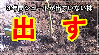 春にスタートダッシュを決める！★２月中旬のバラ庭紹介 (._.)