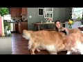 Hugging Another Dog Too Long  Jealous Dog Reaction