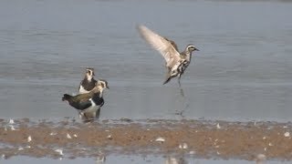 American Golden Plover (Frampton Marsh 22-09-2019)