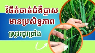 កំចាត់ជំងឺប្លាសមានប្រសិទ្ធភាព ដោយប្រើត្រូវវិធី វគ្គស្រូវរដូវប្រាំង