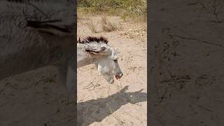 Donkey power of chaba #shortsfeed #viralvideos