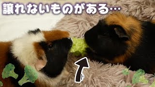 モルモットにだって譲れないものがある！ お野菜もぐもぐ動画🥬 初心者飼育【レックスモルモット】飼育16