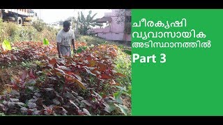 ചീരകൃഷി വ്യവാസായിക അടിസ്ഥാനത്തിൽ -Part 3