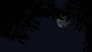 Free Background | Night,Tree,Moon + DOWNLOAD