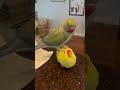 he won’t get off cuteanimals talkingparrot funnyanimals talkingbird parrot fail