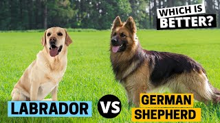 Labrador vs German Shepherd: Which is Better?