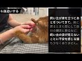 猫が親子だと思っている人にだけ見せる行動