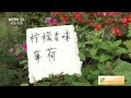 中国三农报道 广西南宁：驱蚊植物受欢迎 农业致富经 agriculture and farming