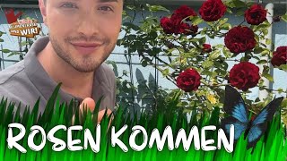 Maxims Gartenkunst: Eine magische Reise durch unseren Rosengarten