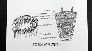 Section Of Stem Diagram || How To Draw Section Of Stem || Ncert || CBSE || Biology