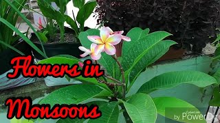 How To get Flowers On Plumeria In Monsoons , Champa pe Fool kese laye