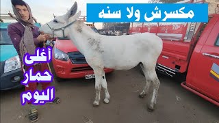 أغلى حمار اليوم فى سوق زفتى للمواشى محافظة الغربية the donkey 🐴🐎 market