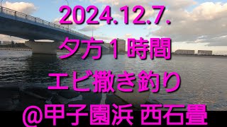 2024.12.7.  エビ撒き釣り　夕方の１時間@甲子園浜　西石畳