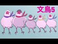 【爆笑】文鳥劇場　ワラちゃん　 193