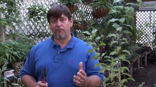 Growing Plum Trees : How to Prune a Plum Tree