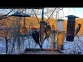 Woodpecker Wonderland At Cornell Feeders | 3 Pileated Woodpeckers! – March 21, 2022