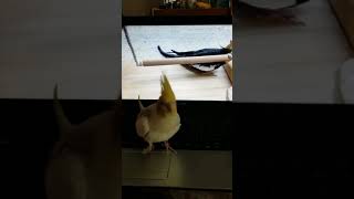 コハクちゃんのファンなオカメインコ