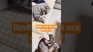 बिल्ली, डर के मारे लाल पीली हो गई #funny#shortsfeed#viralvideo #shorts#cat#madeinfunnybox #comedy