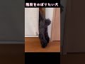 階段をのぼりたい犬 トイプードル 犬