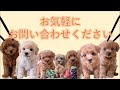 5408【いっぷく】子犬の生後40日頃の成長記録です