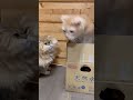 【ピンチ】暴君ペルシャ猫の圧力【ビッグボス】👈それって⁉️