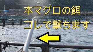 本マグロ養殖　餌やり