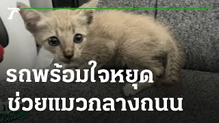 รถพร้อมใจหยุดช่วยแมวกลางถนน | 23-06-65 | ข่าวเช้าหัวเขียว