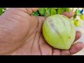 ছাদ বাগানের নতুন ফল টবেই করুন পেপিনো মেলন pepino melon