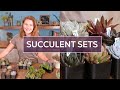 Succulent Sets - Buying Succulents by Color, Variety, or Shape