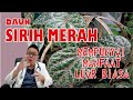 DAHSYATNYA...................  MANFAAT DAUN SIRIH MERAH UNTUK KESEHATAN DAN CARA PENGOLAHANNYA