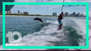 Dolphin 'photobombs' man foil boarding