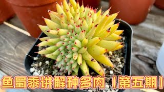 鱼蜀黍教你种多肉：多肉种植中颗粒配比的选择｜多肉养护