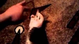 Fighting cat! trolololo!