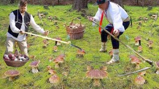 Mushrooms 2022 SHOCK ⚠️ MEGA! BOLETUS EDULIS MOW PEARLS CAN BE MOWED !!! Mushrooming