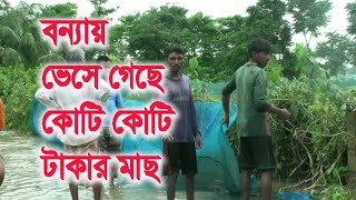 আউশ ও সবজির ব্যাপক ক্ষতি | ভেসে গেছে কোটি কোটি টাকার মাছ | Ekushey ETV