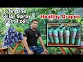 HOW TO MAKE MY 3 IN ONE FOLIAR FERTILIZER FORMULA FOR GRAPES 🍇