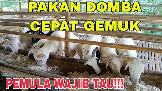 CARA PERAWATAN DOMBA KURUS AGAR CEPAT GEMUK,DOMBA GEMUK DI LUAR NALAR