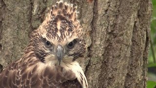 飛べ！クマタカのひな（旭山動物園） - Fly! Chicks of Mountain hawk-eagle