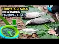 TERBUKTI AMPUH ! CAMPURAN LUMUT INI UNTUK UMPAN MANCING IKAN NILA