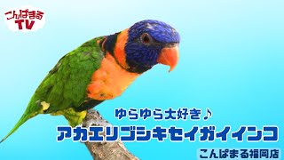 【こんぱまるTV】福岡店　#10　ゆらゆら大好き♪　アカエリゴシキセイガイインコ