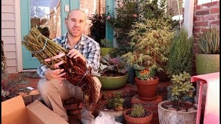 Unboxing From Palatine Nursery / Colorful Gardener