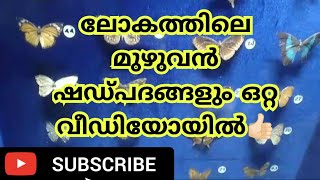 ലോകത്തിലെ എല്ലാ വിധ ഷഡ്പദങ്ങളും ഒറ്റവീഡിയോയിൽ😯#nilamburteakmusium #malayalam